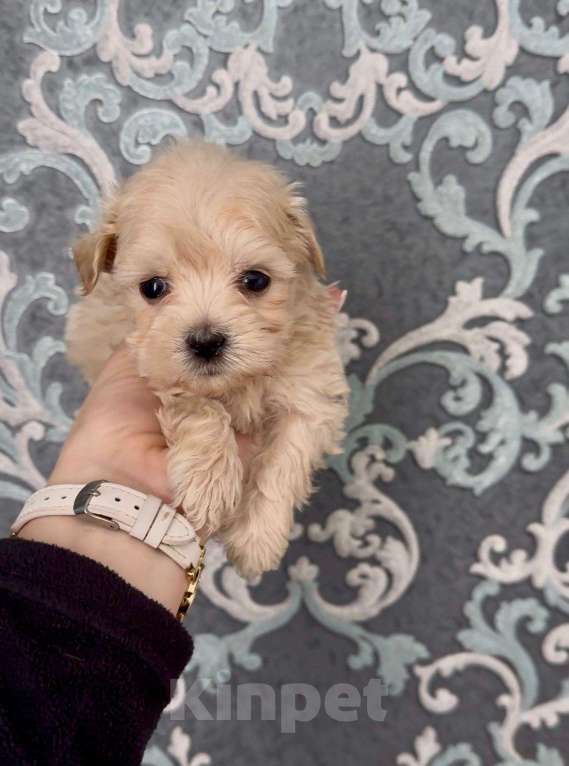 Собаки в Смоленске: мальтипу щенок Мальчик, 95 000 руб. - фото 1