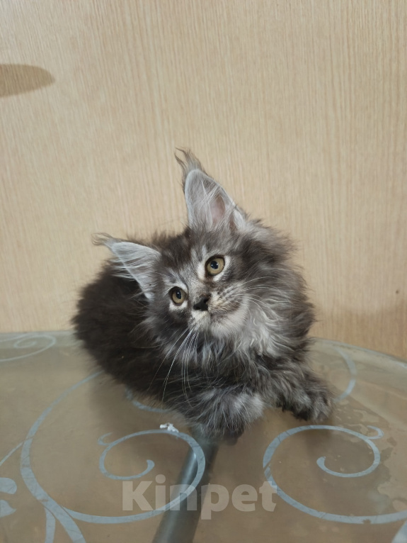 Кошки в других городах Кировской области: Котёнок Мейн кун Космос Мальчик, 80 000 руб. - фото 2