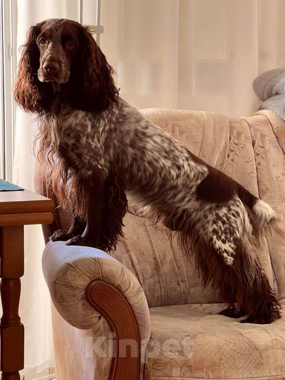 Собаки в Москве: Щенок русского охотничьего спаниеля Мальчик, 35 000 руб. - фото 6