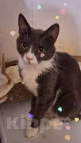 Кошки в Москве: Анечка ищет дом Девочка, Бесплатно - фото 4