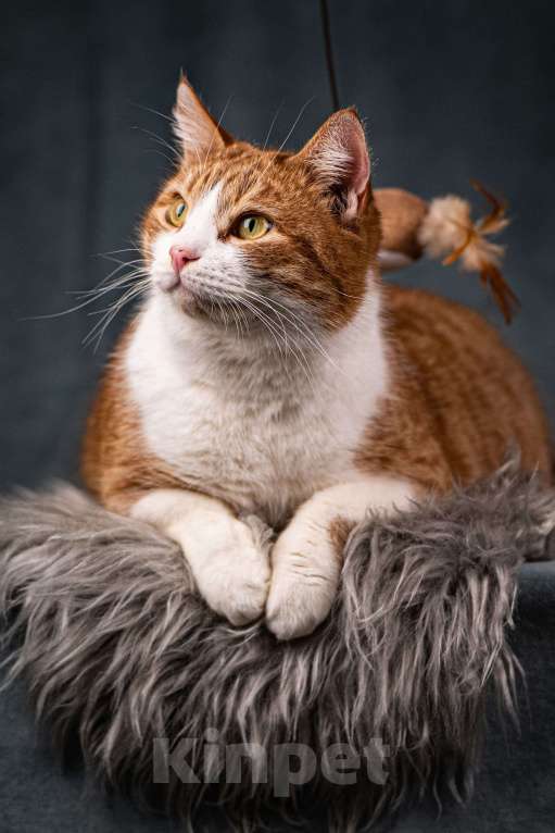 Кошки в Клине: Бегемот — хитрюшный кот Мальчик, Бесплатно - фото 2