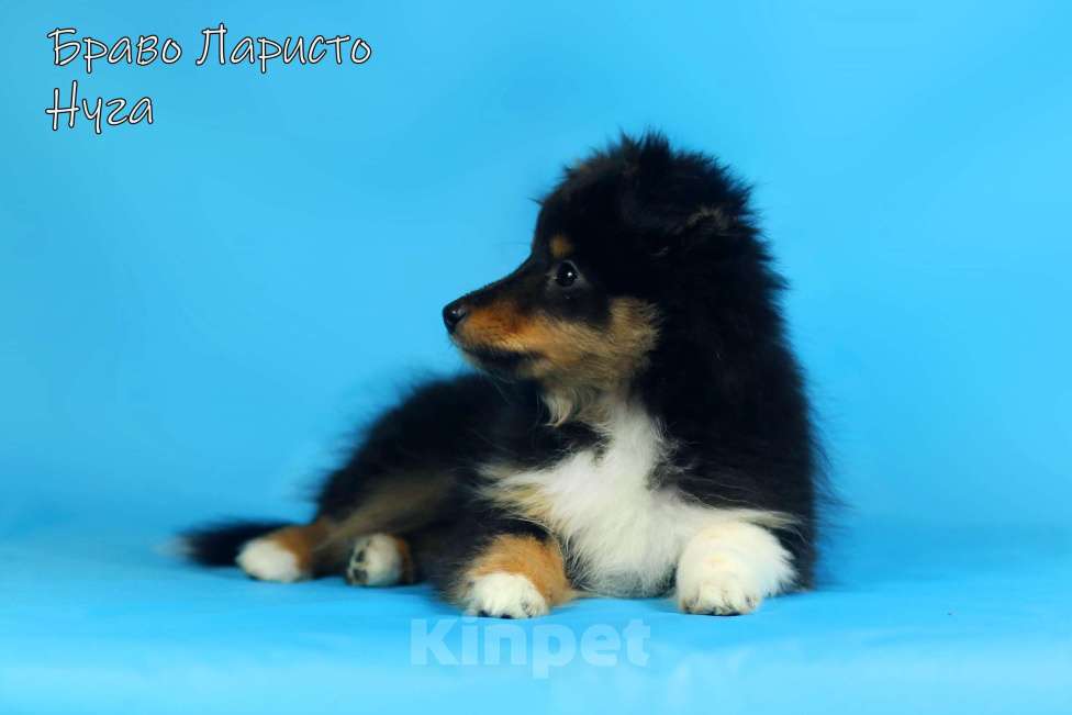 Собаки в Рязани: Щенки маленькой колли.Питомник шелти и мас Браво Ларисто Мальчик, 70 000 руб. - фото 5