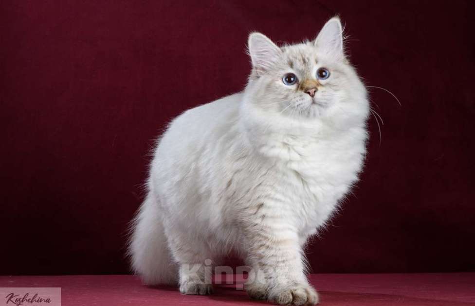 Кошки в Москве: Сибирская (невская маскарадная) кошка Девочка, 15 000 руб. - фото 2