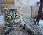 Кошки в Москве: Кот в добрые руки Мальчик, Бесплатно - фото 4