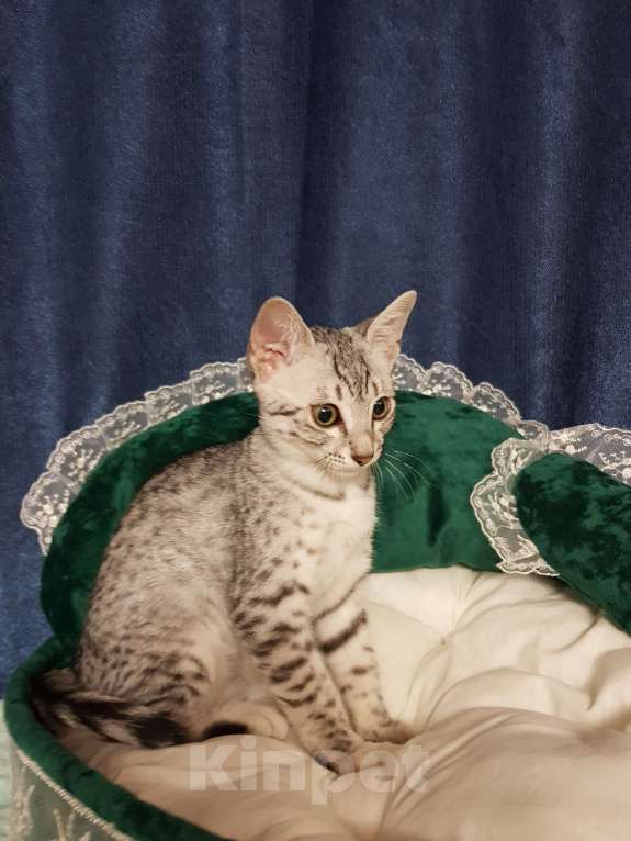 Кошки в Санкт-Петербурге: Кошечка редкой породы Египетская мау  Девочка, Бесплатно - фото 1
