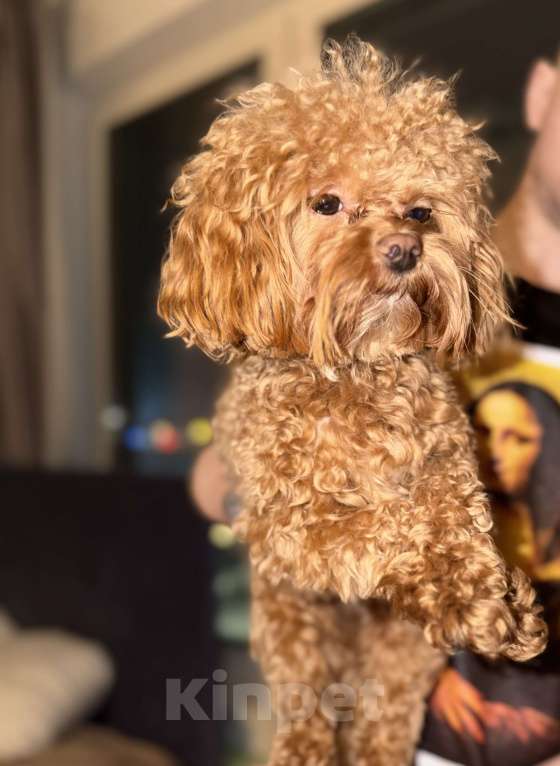 Собаки в Москве: Мальтипу Корея f1 Мальчик, 65 000 руб. - фото 2