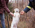 Собаки в Москве: Коротколапая, небольшая собачка ищет дом Девочка, Бесплатно - фото 4
