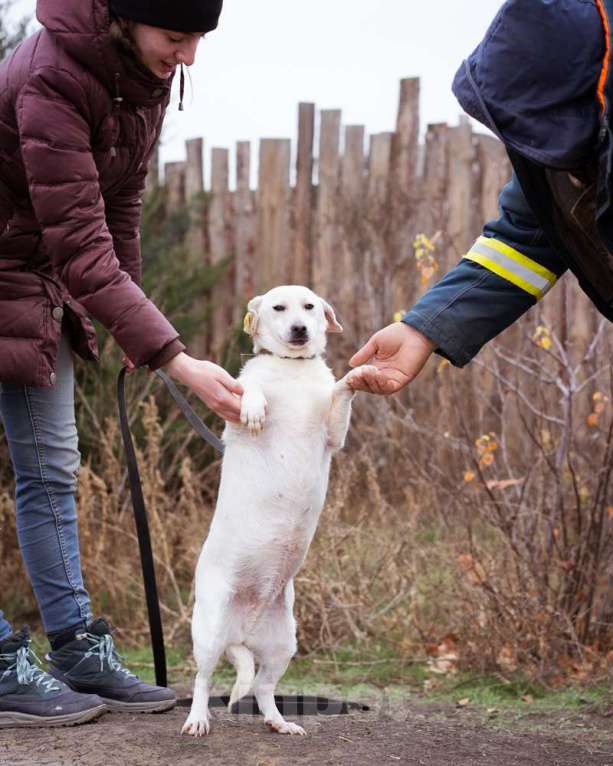 Собаки в Москве: Коротколапая, небольшая собачка ищет дом Девочка, Бесплатно - фото 4