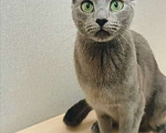 Кошки в Новосибирске: Котенок русской голубой  Девочка, 40 000 руб. - фото 4