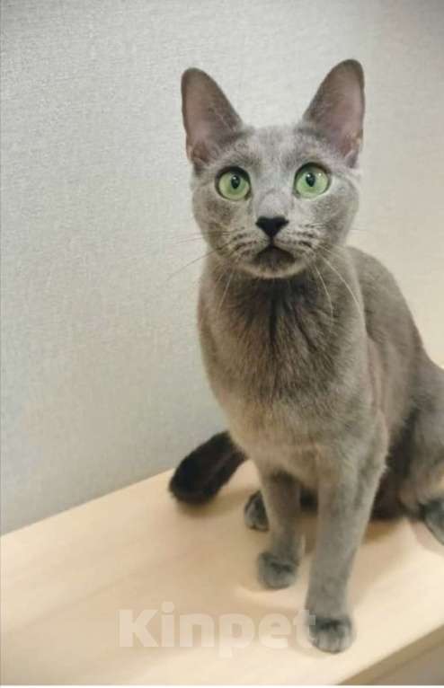 Кошки в Новосибирске: Котенок русской голубой  Девочка, 40 000 руб. - фото 4