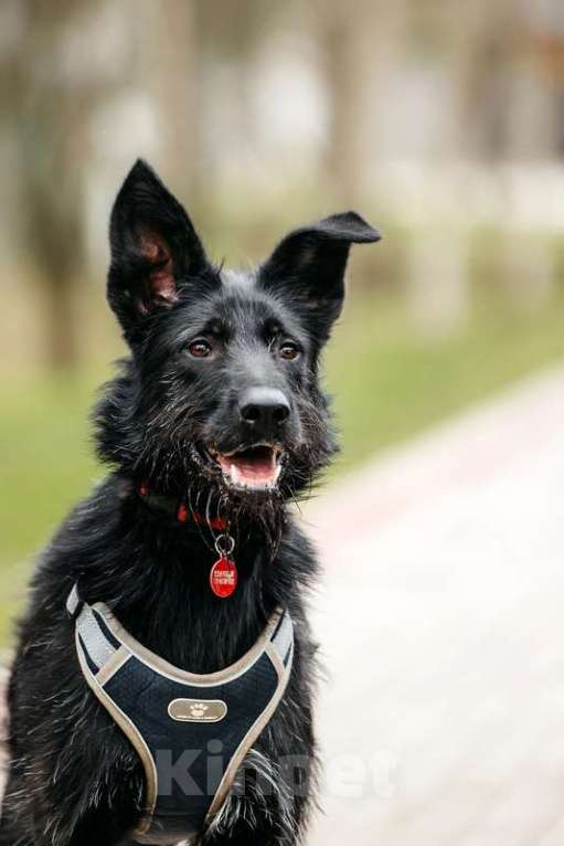 Собаки в Москве: Черный красавчик Брэт в добрые руки Мальчик, 1 руб. - фото 5