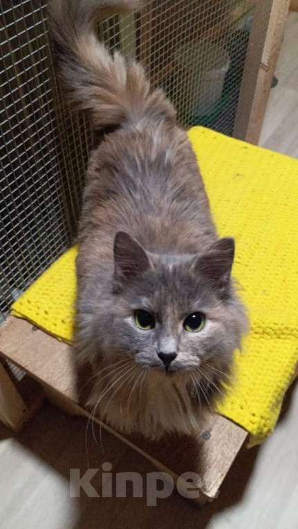 Кошки в Москве: Очаровательные котята (10 мес.) ищут дом Девочка, Бесплатно - фото 4