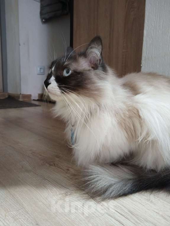 Кошки в Екатеринбурге: Очаровательный Феликс Мальчик, Бесплатно - фото 6