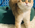 Кошки в Санкт-Петербурге: котик в золотой шубе Мальчик, 50 000 руб. - фото 3