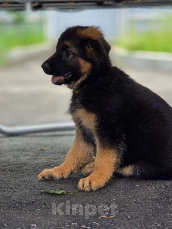 Собаки в Москве: Щенки длинношерстной немецкой овчарки Девочка, 85 000 руб. - фото 4