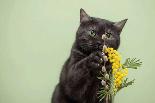 Черная красавица Таги