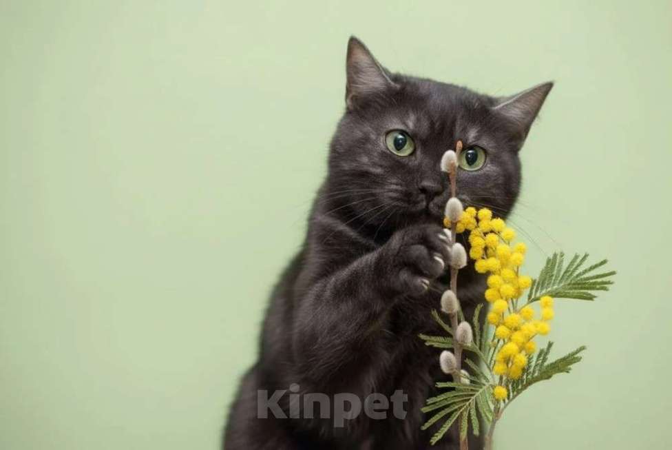 Кошки в Москве: Черная красавица Таги Девочка, Бесплатно - фото 1