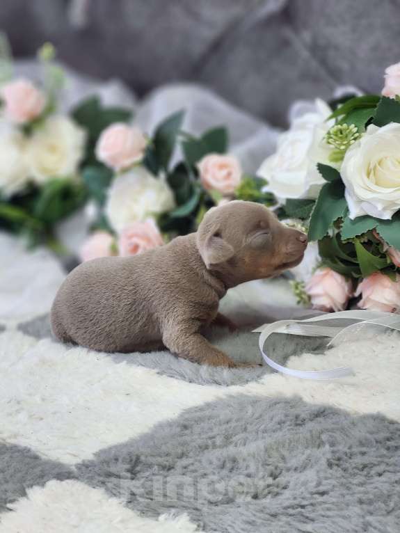 Собаки в Ейске: лиловое чудо мальчишечка Мальчик, 25 000 руб. - фото 4