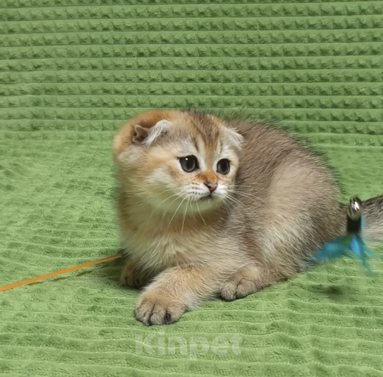 Кошки в Нижнем Новгороде: Шотландские котодетки Разнополые, Бесплатно - фото 6
