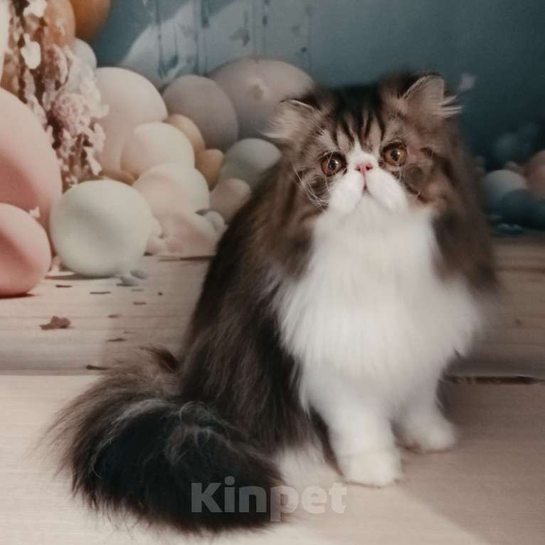 Кошки в Новосибирске: Персидский котик  Мальчик, 50 000 руб. - фото 2