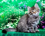 Кошки в Москве: Котенок Дарвин Мальчик, 60 000 руб. - фото 3