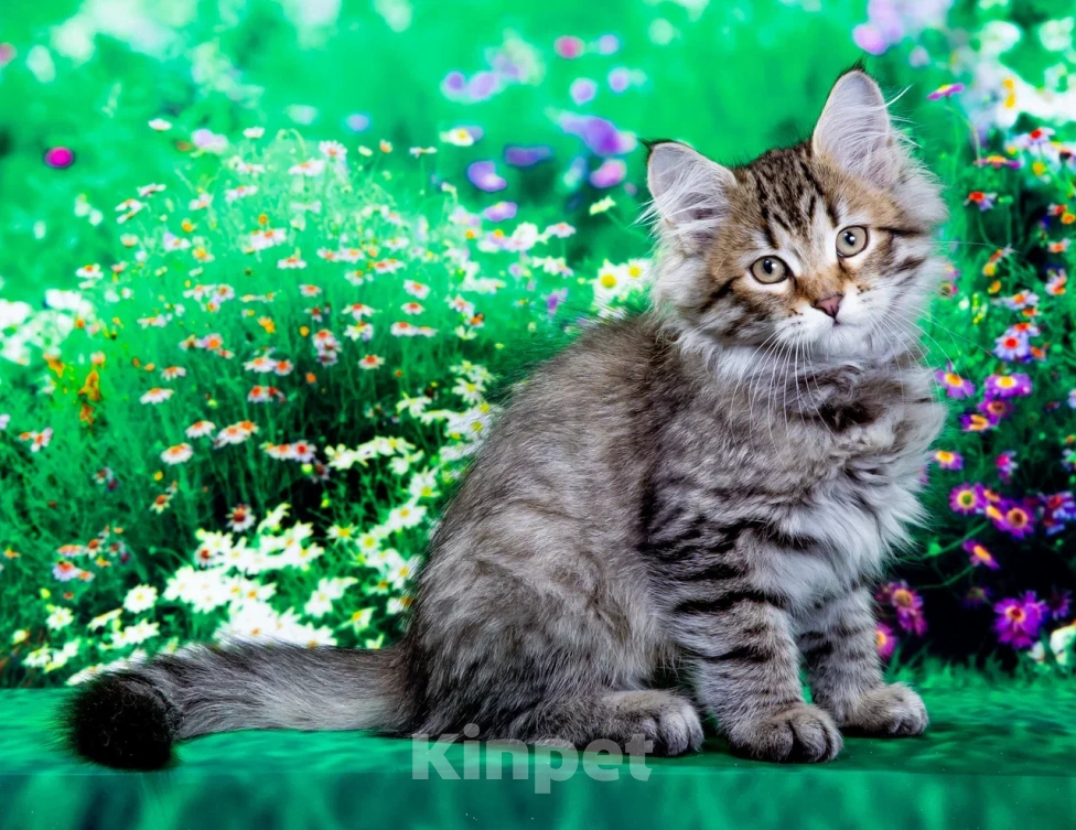 Кошки в Москве: Котенок Дарвин Мальчик, 60 000 руб. - фото 3