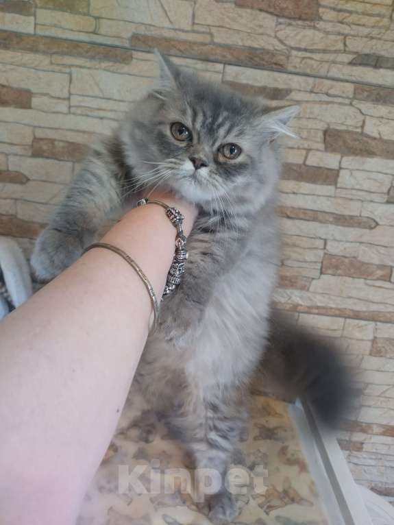 Кошки в Краснодаре: Персидские котята  Девочка, 5 000 руб. - фото 10