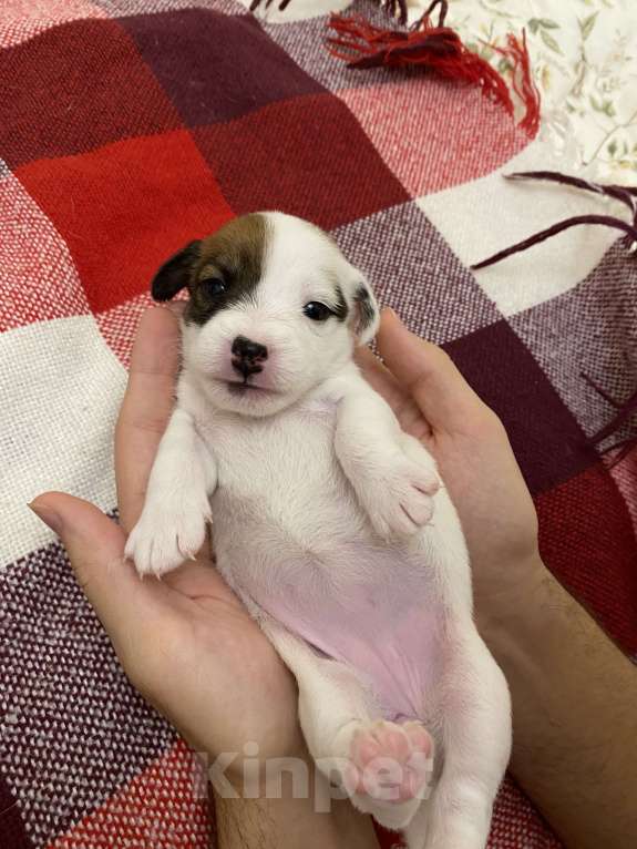 Собаки в Геленджике: Щенки Девочка, 30 000 руб. - фото 5