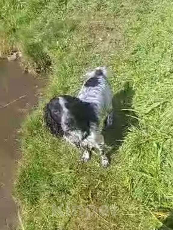 Собаки в Лосином-Петровском: Джек русский спаниель Мальчик, Бесплатно - фото 6