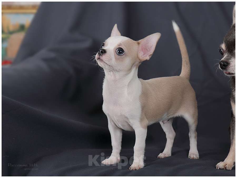 Собаки в Москве: Голубо-палевый мальчик чихуахуа Мальчик, Бесплатно - фото 3