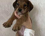 Собаки в Краснодаре: Щенок эстонской гончей  Девочка, 1 000 руб. - фото 1