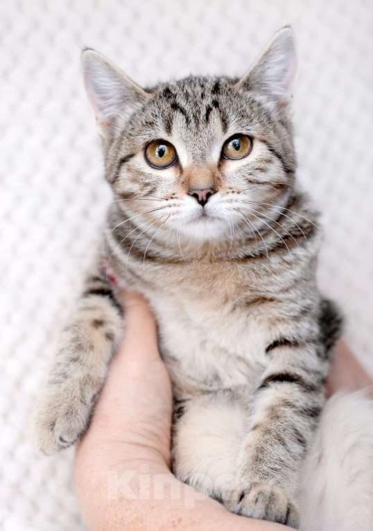 Кошки в Москве: Полосатый котенок-подросток Марфушенька-душенька в дар Девочка, 1 руб. - фото 3