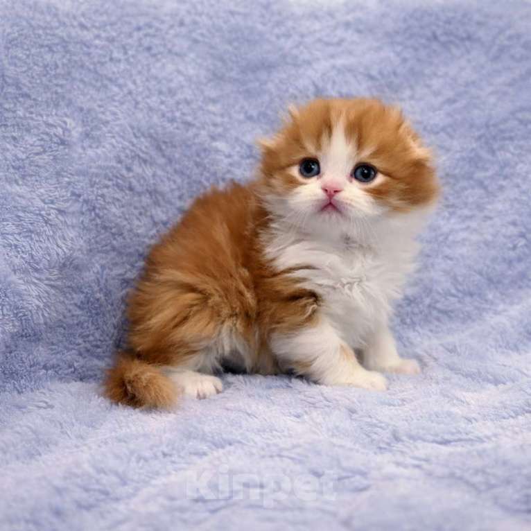Кошки в Москве: Хайленд фолд красный мальчик Мальчик, 70 000 руб. - фото 1