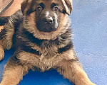 Собаки в Заволжье: Щенки немецкой овчарки с документами Девочка, 50 000 руб. - фото 2
