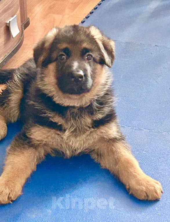 Собаки в Заволжье: Щенки немецкой овчарки с документами Девочка, 50 000 руб. - фото 2