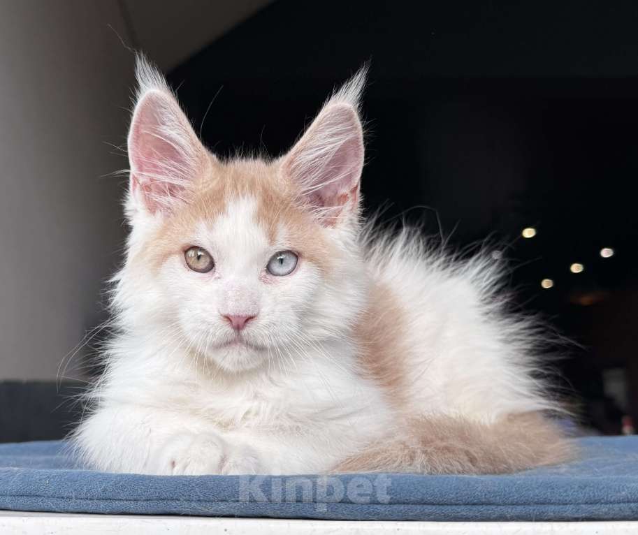 Кошки в Москве: Кот Мейн Кун Veyron Foxy Мальчик, 120 000 руб. - фото 3