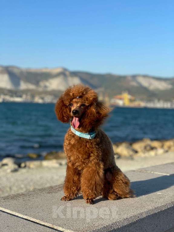 Собаки в Санкт-Петербурге: Шикарный мальчик той пуделя ред броун  Мальчик, Бесплатно - фото 9