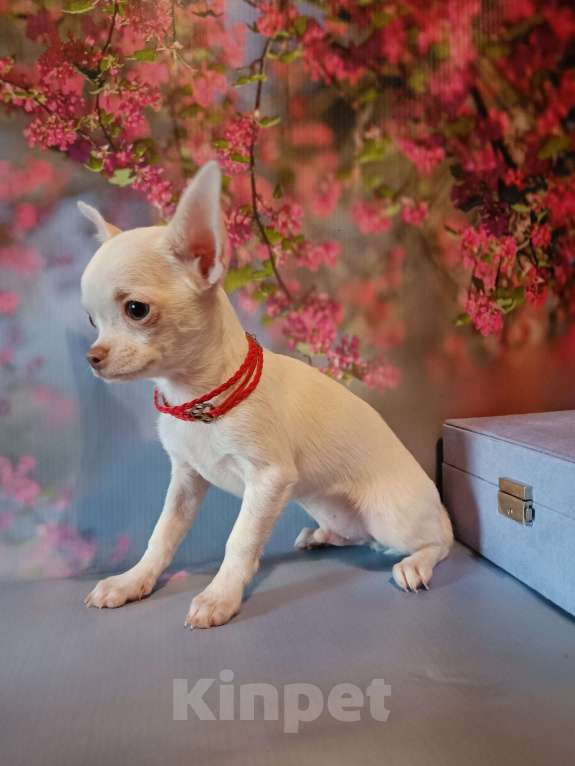 Собаки в Москве: Мамин сыночек  Мальчик, 25 000 руб. - фото 2