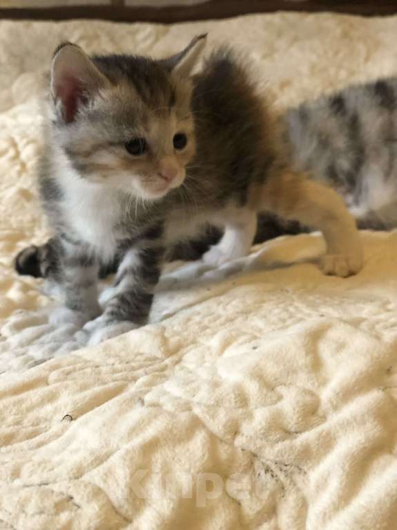 Кошки в других городах Московской области: Котик курильского бобтейла Девочка, 60 000 руб. - фото 3