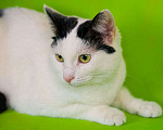 Кошки в Москве: Афина (Афи) 1,5г белая кошечка  с чёрными пятнами и зелёными глазками Девочка, 478 руб. - фото 4