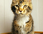 Кошки в Мытищах: Котенок Мейн кун Девочка, 40 000 руб. - фото 5