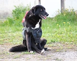 Собаки в Москве: Особенная собака Боцман с пулями в добрые руки Девочка, 111 руб. - фото 3