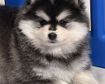 Собаки в Санкт-Петербурге: Мальчик помски Мальчик, 80 000 руб. - фото 4