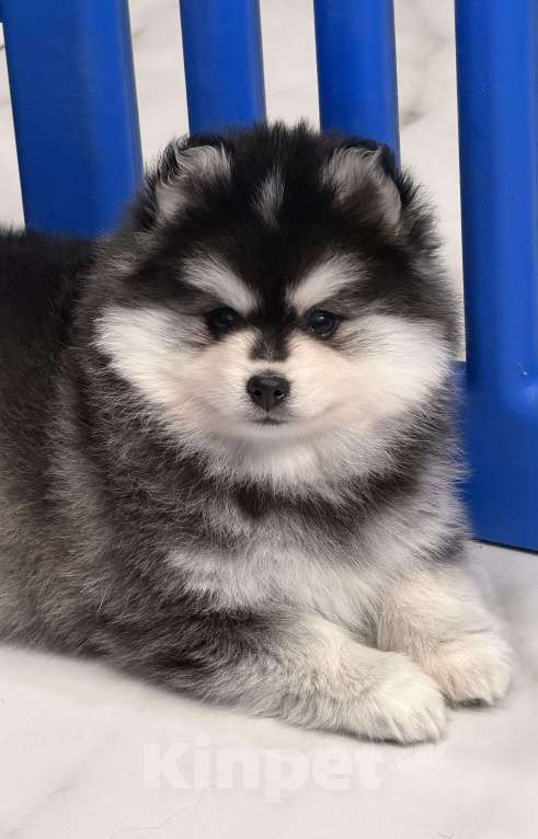 Собаки в Санкт-Петербурге: Мальчик помски Мальчик, 80 000 руб. - фото 4