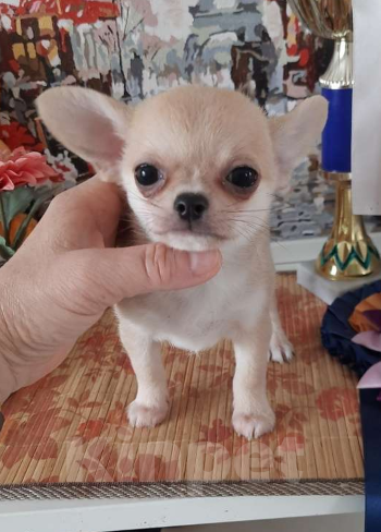 Собаки в Москве: Рыжий мальчик чихуахуа Мальчик, 25 000 руб. - фото 3