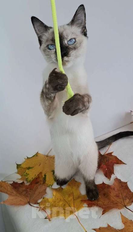 Кошки в Москве: Голубоглазый котёнок в добрые руки  Девочка, Бесплатно - фото 2