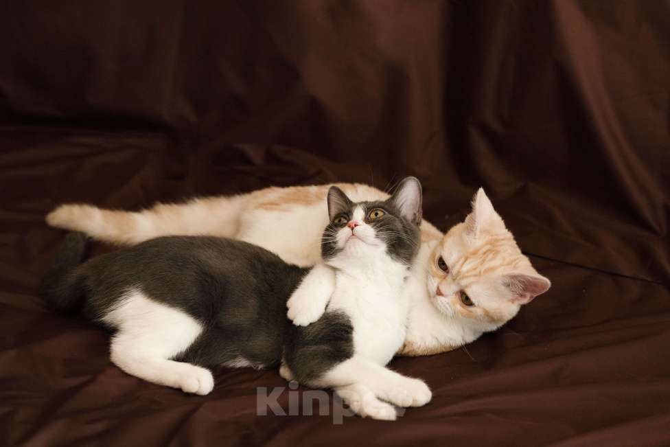 Кошки в Москве: Американский короткошерстный котенок. Мальчик, 65 000 руб. - фото 4