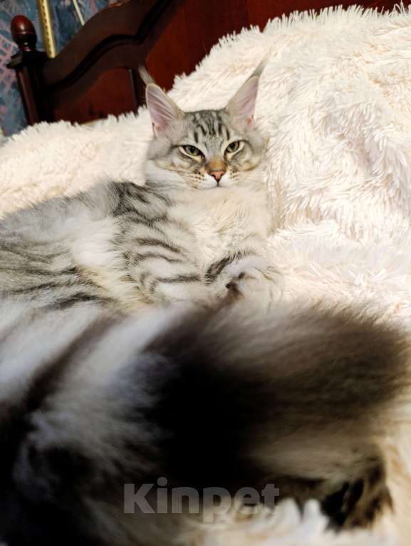 Кошки в Москве: Котенок Мейн кун. Мальчик, 60 000 руб. - фото 1