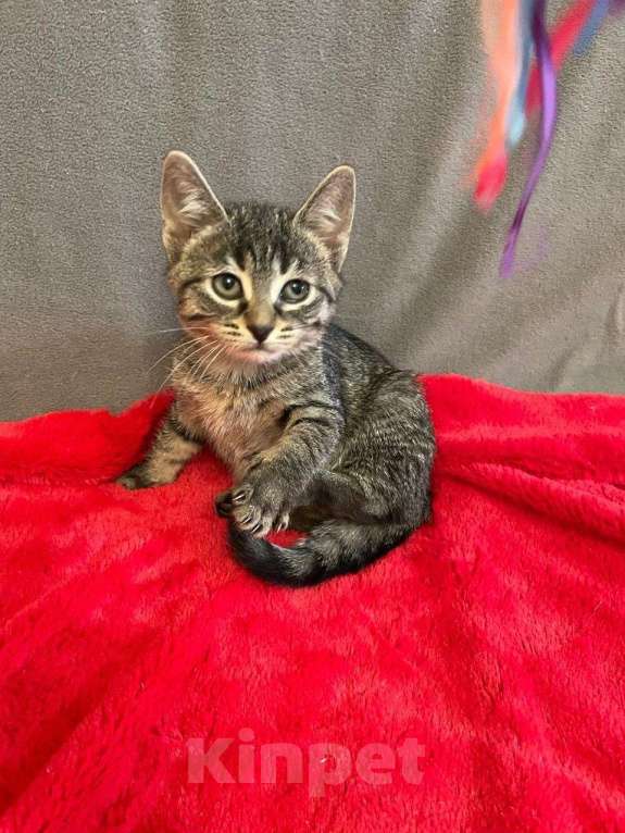 Кошки в Санкт-Петербурге: Малютка Томочка Девочка, Бесплатно - фото 2