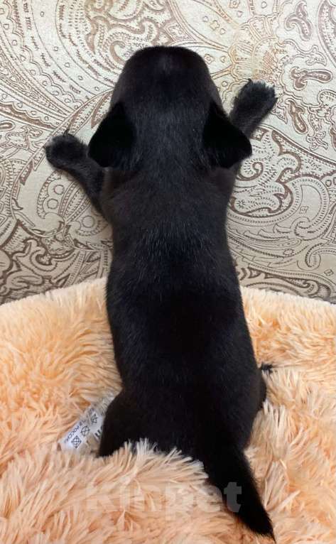 Собаки в Москве: Щенки чихуахуа  Девочка, Бесплатно - фото 4